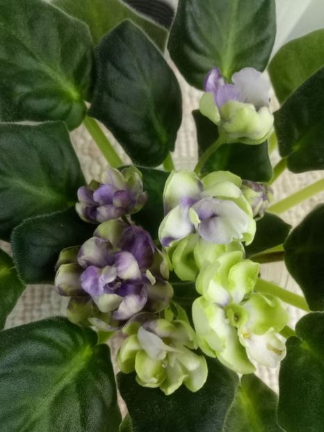 30 martie - ZZ TV Dikaja Slyva - TV Wild Plum