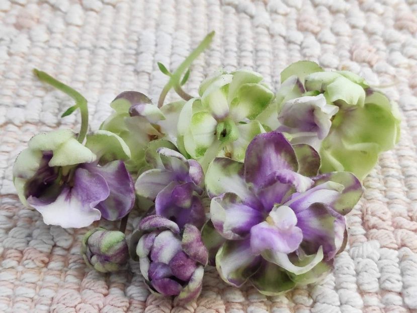 4 apr - ZZ TV Dikaja Slyva - TV Wild Plum