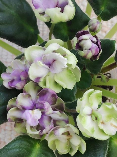 4 apr - ZZ TV Dikaja Slyva - TV Wild Plum