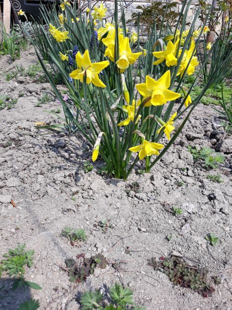  - Grădina 2019