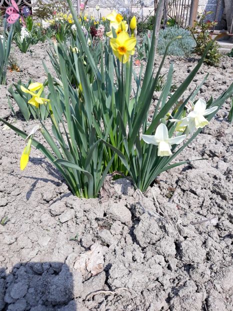  - Grădina 2019