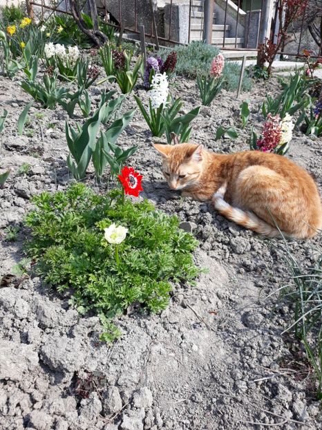  - Grădina 2019