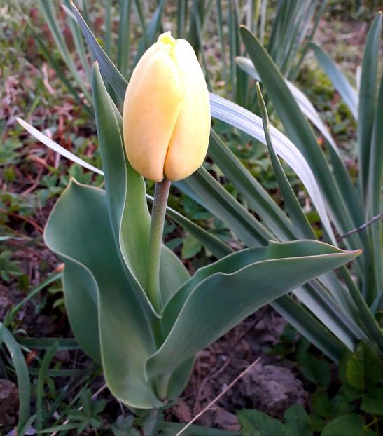  - AAAAA_LALELE 2016_2017_2018_2019