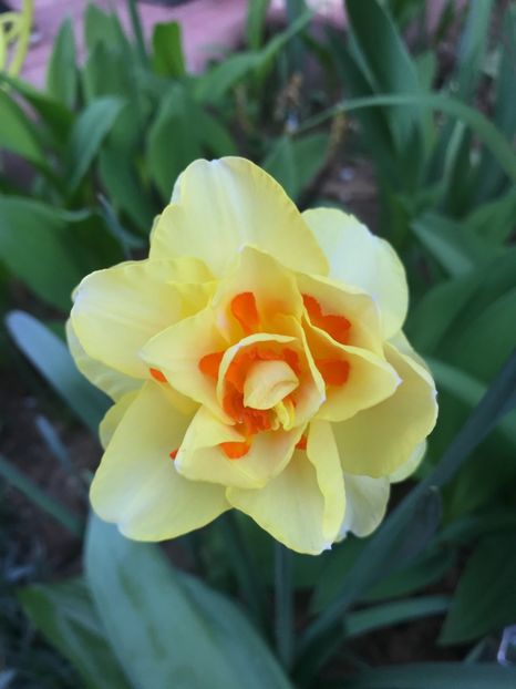 Narcisa Tahiti - Narcise