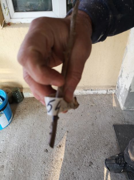 - ziana trandafiri plantati