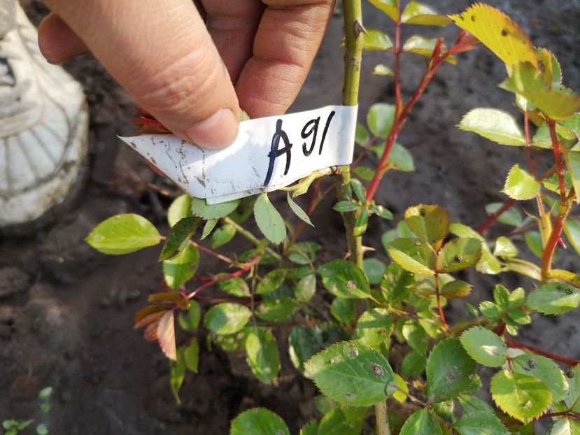  - ziana trandafiri plantati