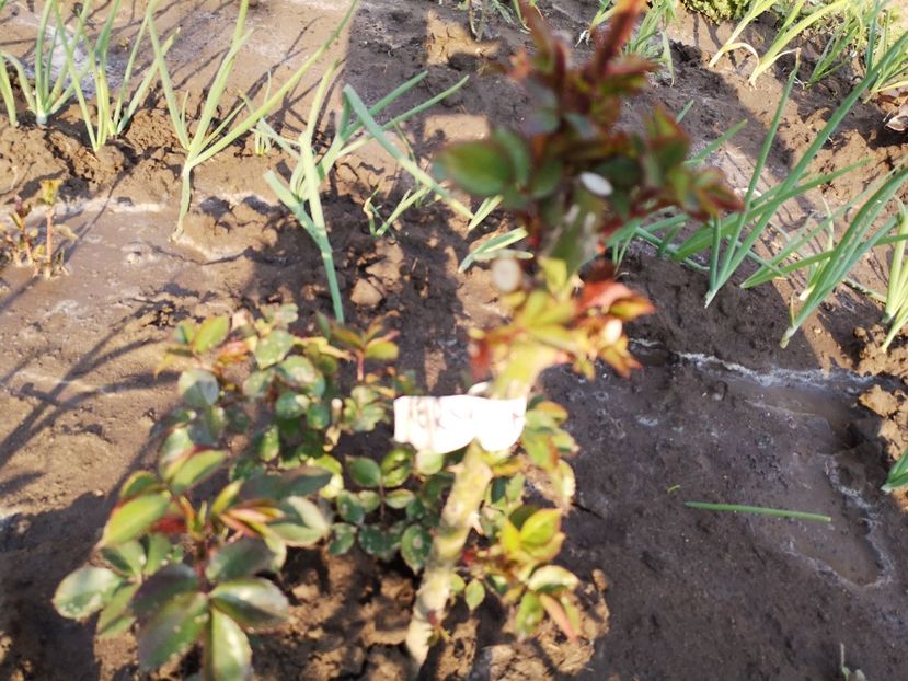  - ziana trandafiri plantati