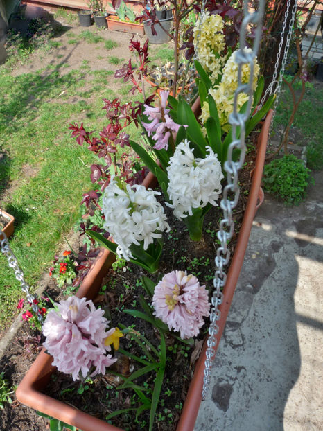  - 2019 - 01 - Primavara