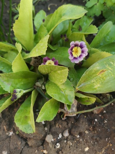 Primula - Primăvară 2019