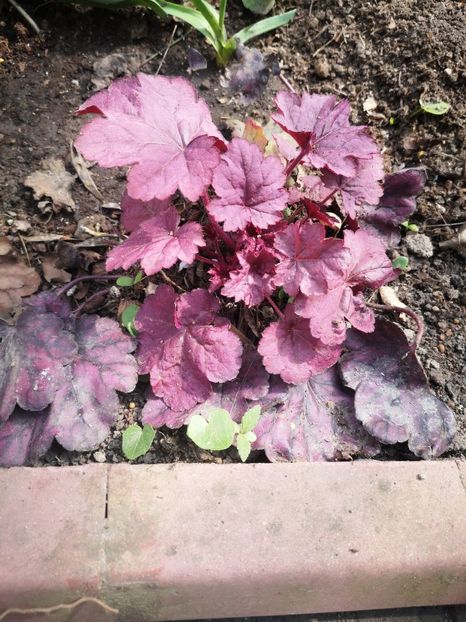 Heuchera - Primăvară 2019