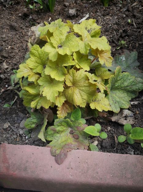 Heuchera - Primăvară 2019