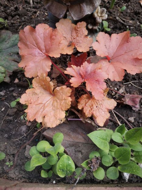 Heuchera - Primăvară 2019