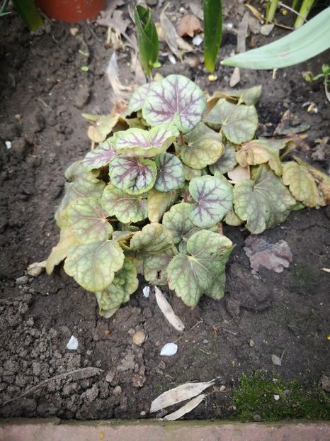Heuchera - Primăvară 2019