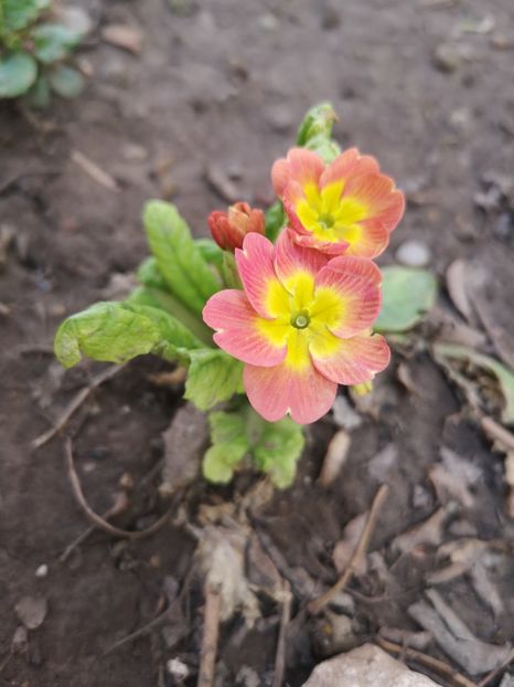 Primula - Primăvară 2019