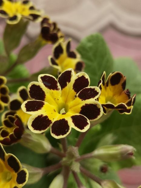 Primula - Primăvară 2019
