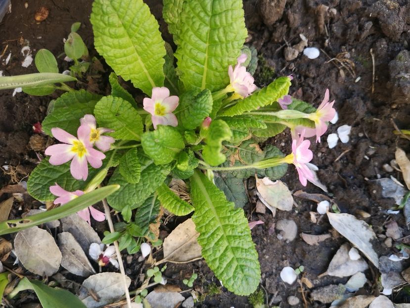 Primula - Primăvară 2019