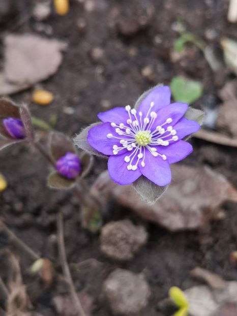 Hepatica - Primăvară 2019