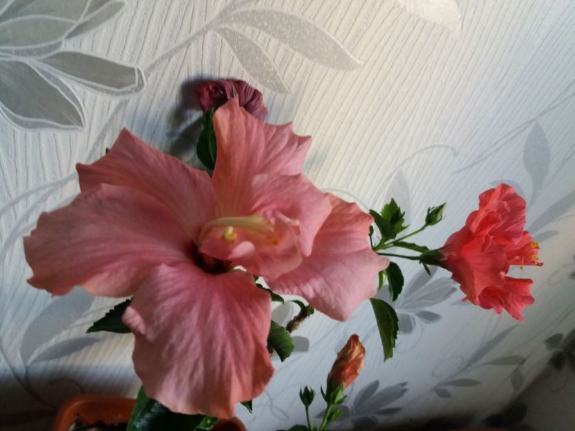  - Florile mele aprilie 2019