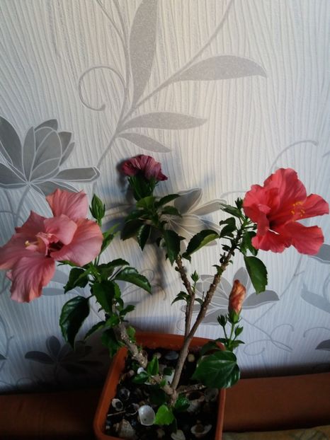  - Florile mele aprilie 2019