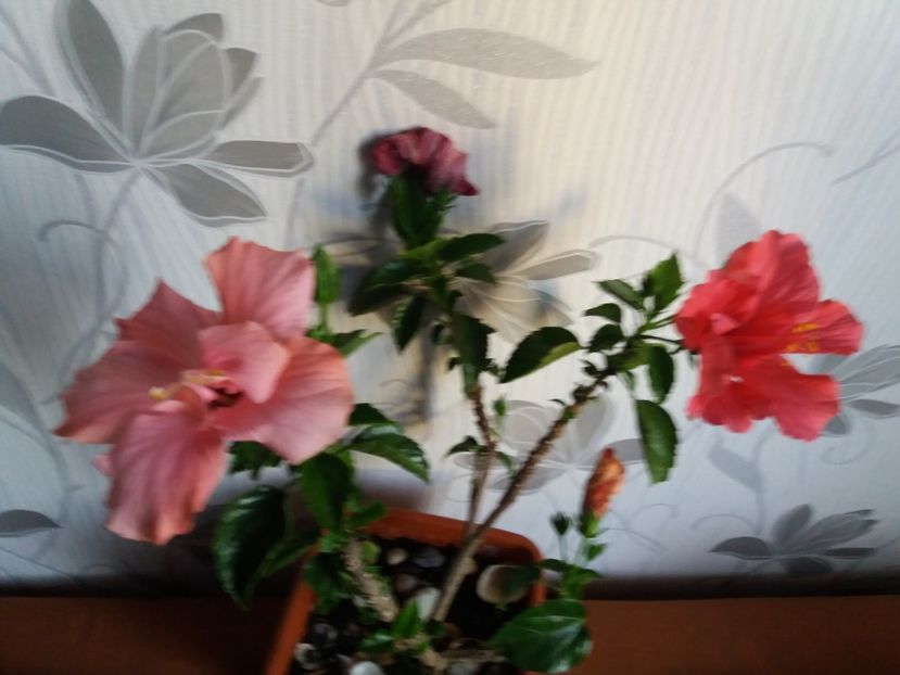  - Florile mele aprilie 2019