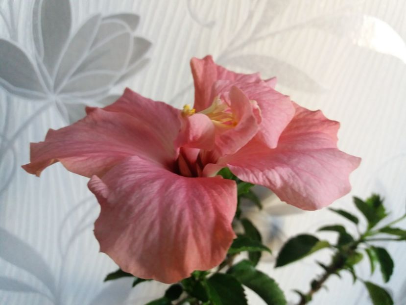  - Florile mele aprilie 2019