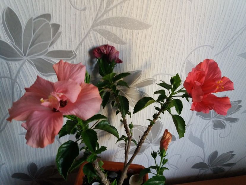  - Florile mele aprilie 2019