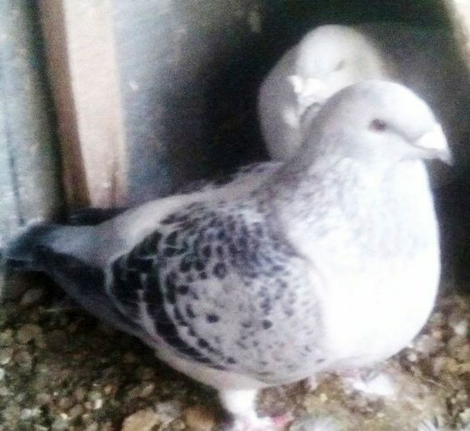  - - A - A - A - PROIECT INCHEIAT