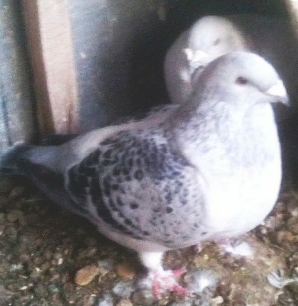  - - A - A - A - PROIECT INCHEIAT