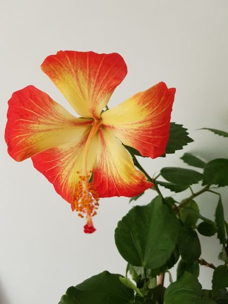  - HIBISCUS 2019