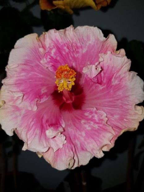  - HIBISCUS 2019