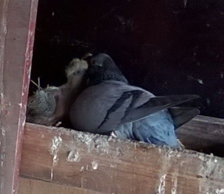Perechea Olandezului,F.2018. - Porumbei mei Voiajori si Zburatori de Severin