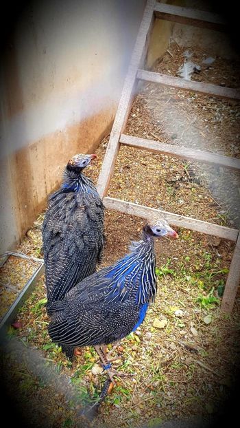  - BIBILICI VULTURINE