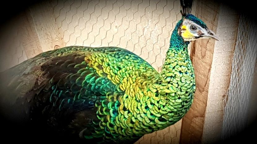  - PAVO MUTICUS