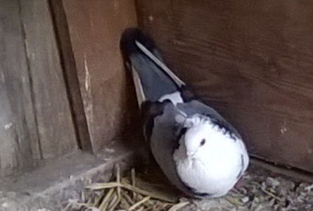 Zburator de Severin femela. - Zburători de Severin