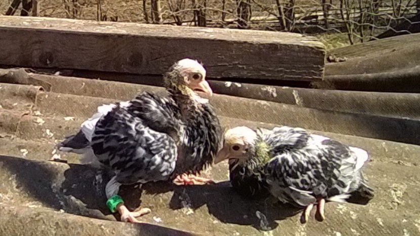 Puisori Zburatori de Severin.04.04.2019. - Zburători de Severin