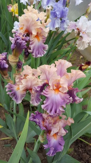  - Iris Photogenic
