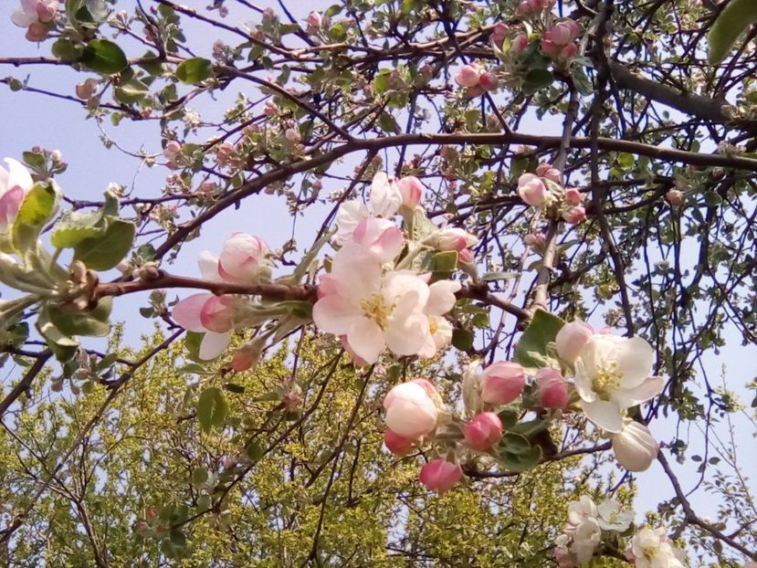  - Florile mamei - muscate-gradina cu lalele