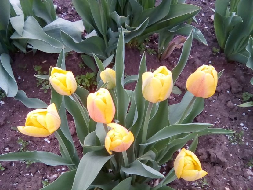  - Florile mamei - muscate-gradina cu lalele