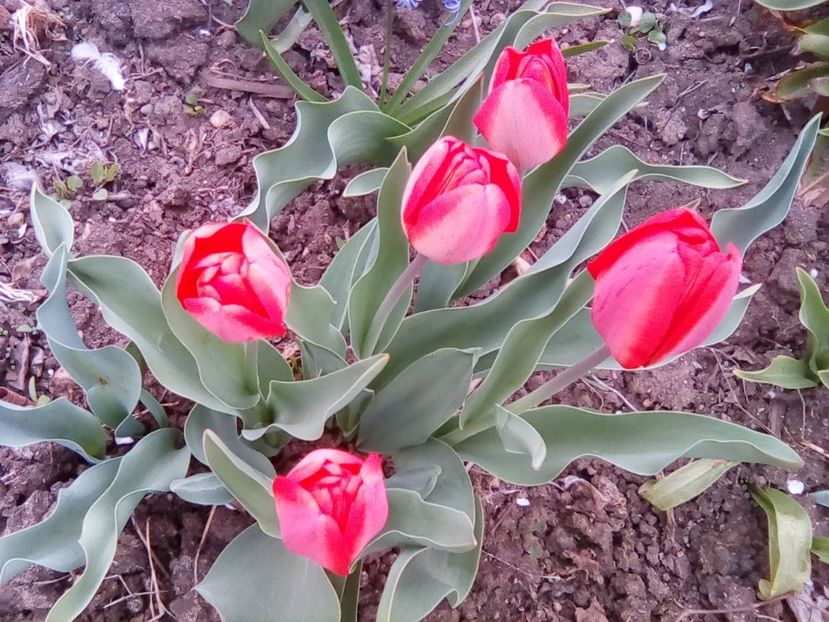  - Florile mamei - muscate-gradina cu lalele
