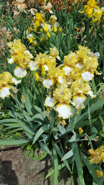  - Iris Debby Rairdon