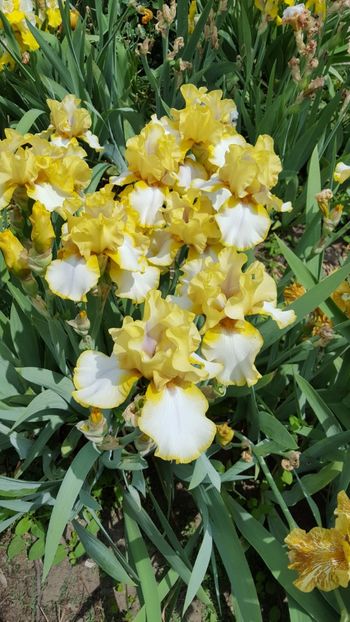  - Iris Debby Rairdon