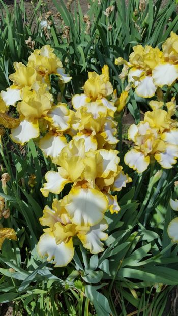  - Iris Debby Rairdon