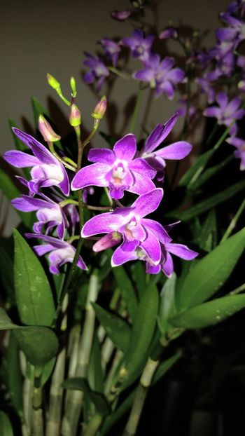  - alte orhidee 2019