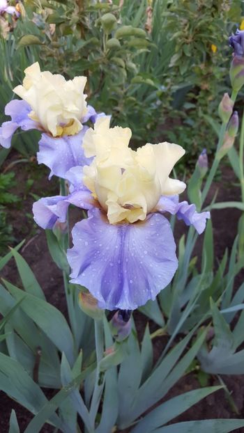  - Iris Haut les Voiles