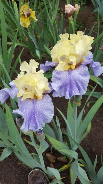  - Iris Haut les Voiles