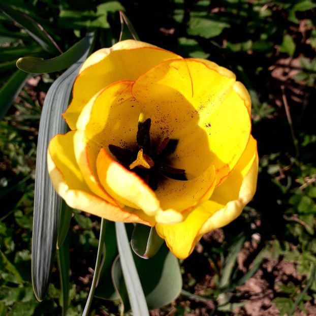  - AAAAA_LALELE 2016_2017_2018_2019