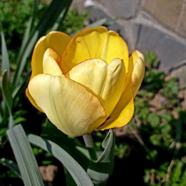  - AAAAA_LALELE 2016_2017_2018_2019