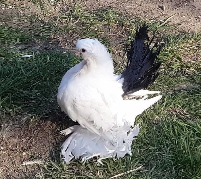  - Omsk si Nordcaucazieni 2019