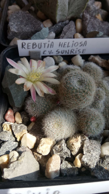 04.04.2019 - Rebutia heliosa cv sunrise