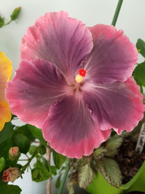  - Hibiscus Moorea My Blue Pearl